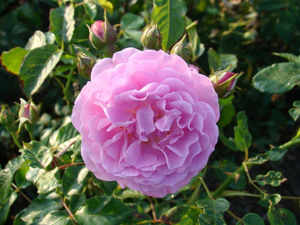 Rosier ancien aux fleurs rose tendre, denses et parfumées, idéal pour apporter une touche élégante à votre jardin.