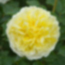 Une rose jaune lumineuse, parfaitement épanouie en une rosette dense aux pétales délicats, entourée de feuillage vert foncé