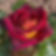 Cette rose turbinée aux pétales extérieurs rouge chocolat et au revers jaune doré