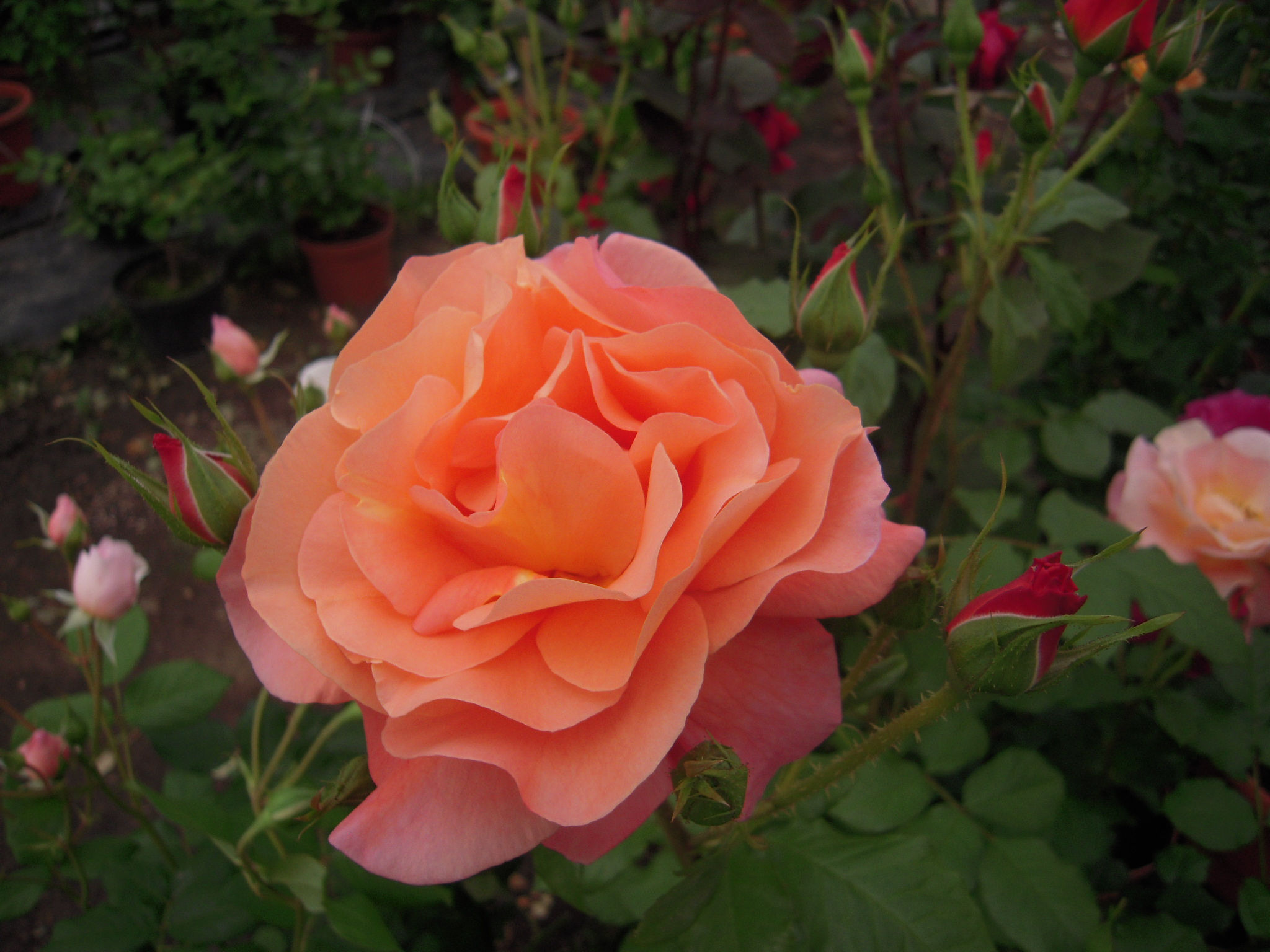 Rose aux pétales d’un orange tendre avec des reflets saumonés, parfaite pour illuminer vos massifs dans une ambiance chaude