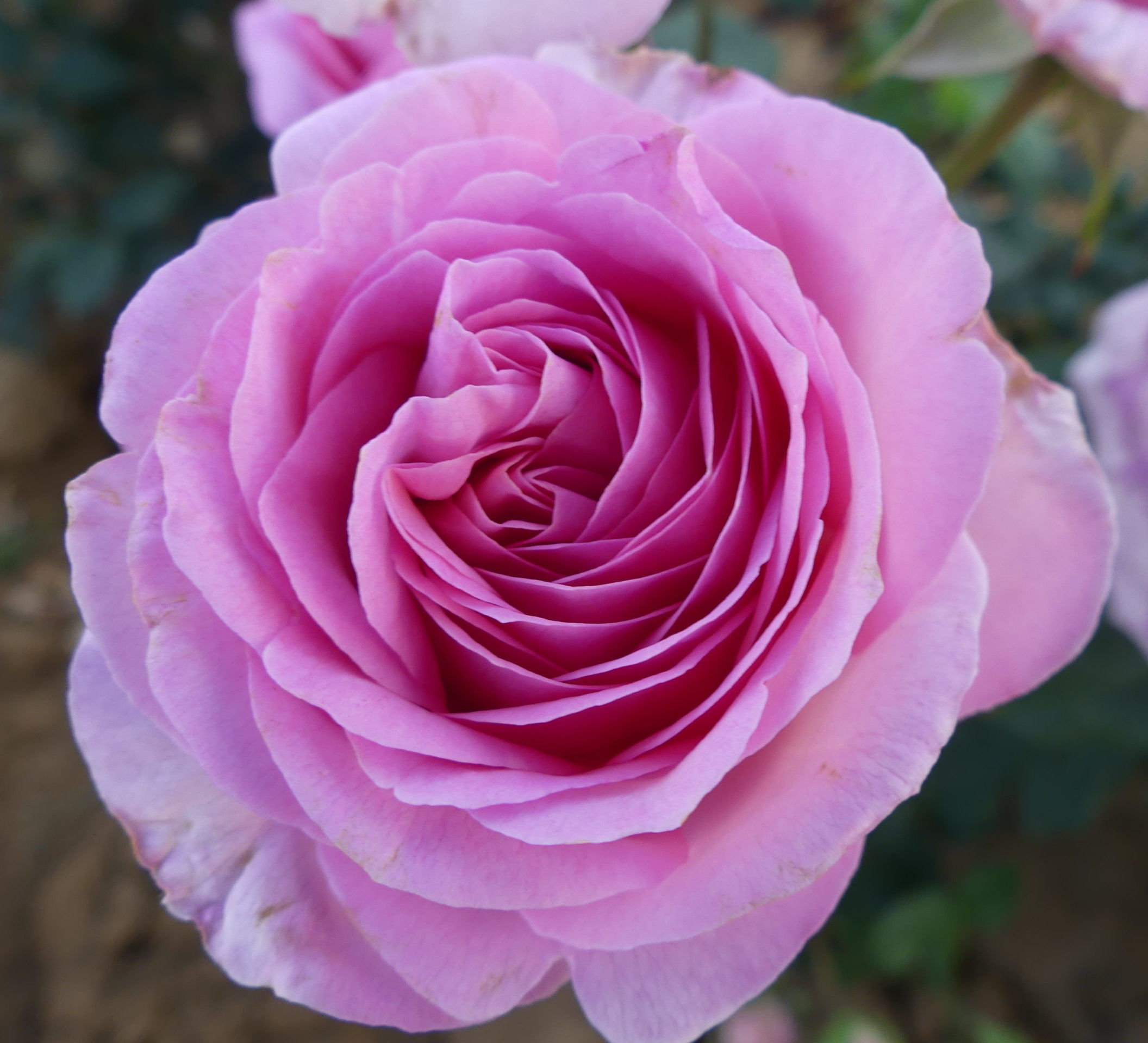 grandes rose doubles parfumée, élégante et turbinée rose vénitien, idéal pour les bouquets