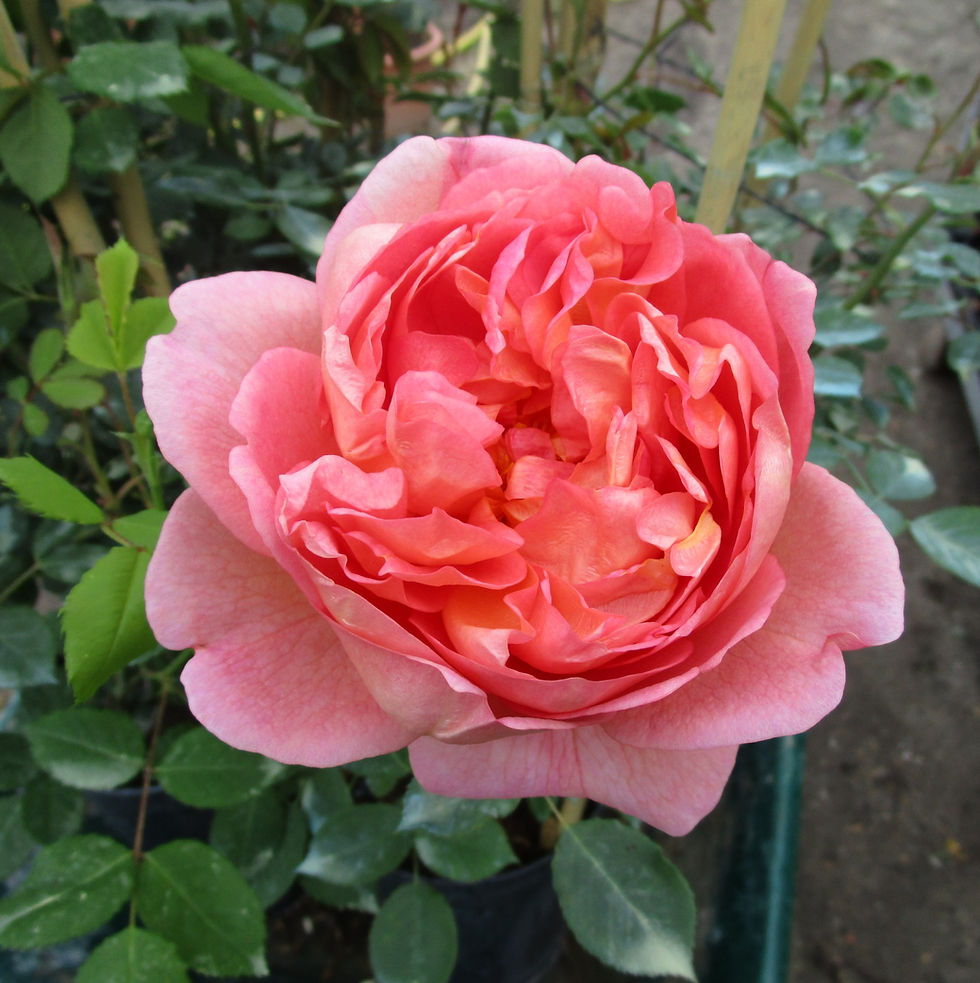 Une rose d’un rose saumoné éclatant, aux pétales délicatement disposés en rosette, entourée de feuillage vert