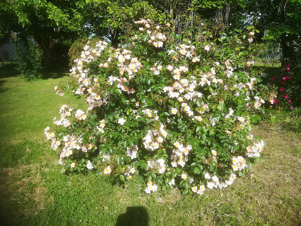 Un bouquet de petites roses aux pétales blancs et roses pâles, avec des centres jaunes vifs, entouré d'un feuillage vert fonc