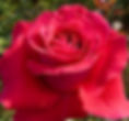 Grimpant aux roses d'un rouge éclatant incarne la passion et l'élégance, idéale pour exprimer des sentiments intenses