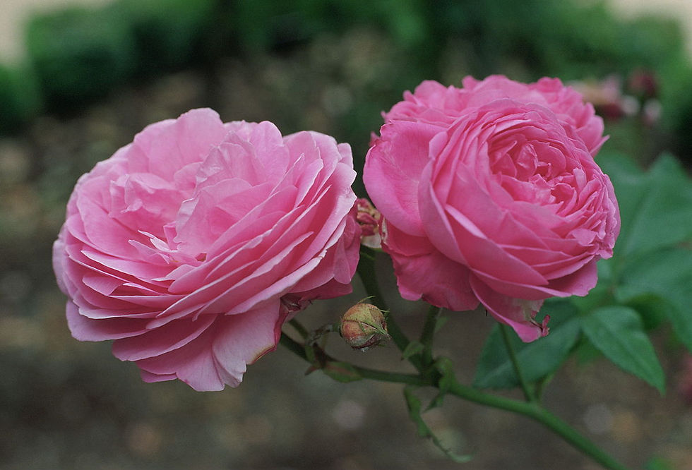 Deux roses roses en pleine floraison, aux pétales denses et légèrement incurvés, accompagnées de quelques boutons