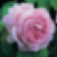 Une rose anglaise rose pâle, délicatement épanouie, avec des pétales ondulés et bien formés, entourée de feuillage vert vif