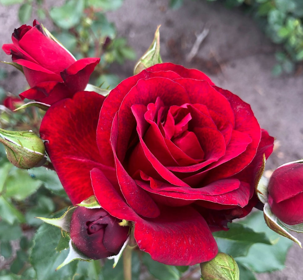 superbe grande rose double turbinée couleur rouge velours et ses boutons