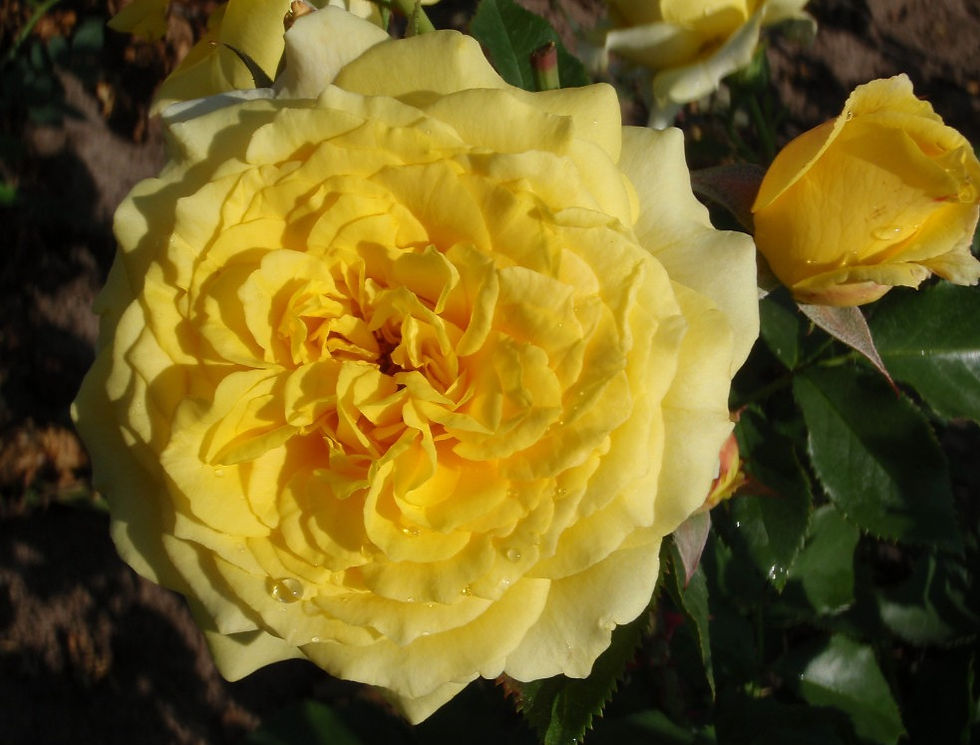Une rose jaune éclatante en pleine floraison, avec des pétales délicatement superposés, entourée de feuillage vert