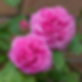 Deux roses roses intenses en pleine floraison, aux pétales densément arrangés en rosette, accompagnées d’un bouton fermé