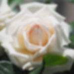 une rose double parfaite blanche au cœur abricot clair