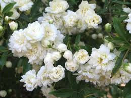 Ces roses blanches, regroupées en bouquets serrés, présentent une allure élégante avec leurs petits pétales superposés