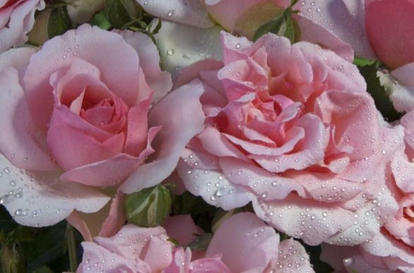 De belle roses rose plates et élégantes en pleine floraison, avec des pétales délicatement incurvés et un feuillage vert