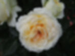 Une rose blanche éclatante avec un centre délicatement teinté de jaune pâle, entourée de pétales soyeux et de feuillage vert
