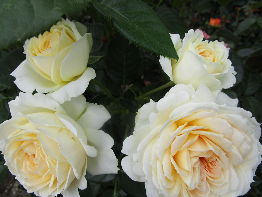 Il s'agit d'une image montrant plusieurs roses de couleur blanc-crème, possédant un aspect délicat et élégant.