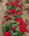 Une rangée de rosiers rouges en pleine floraison, alignés sur un sol naturel, avec des feuilles vertes brillantes