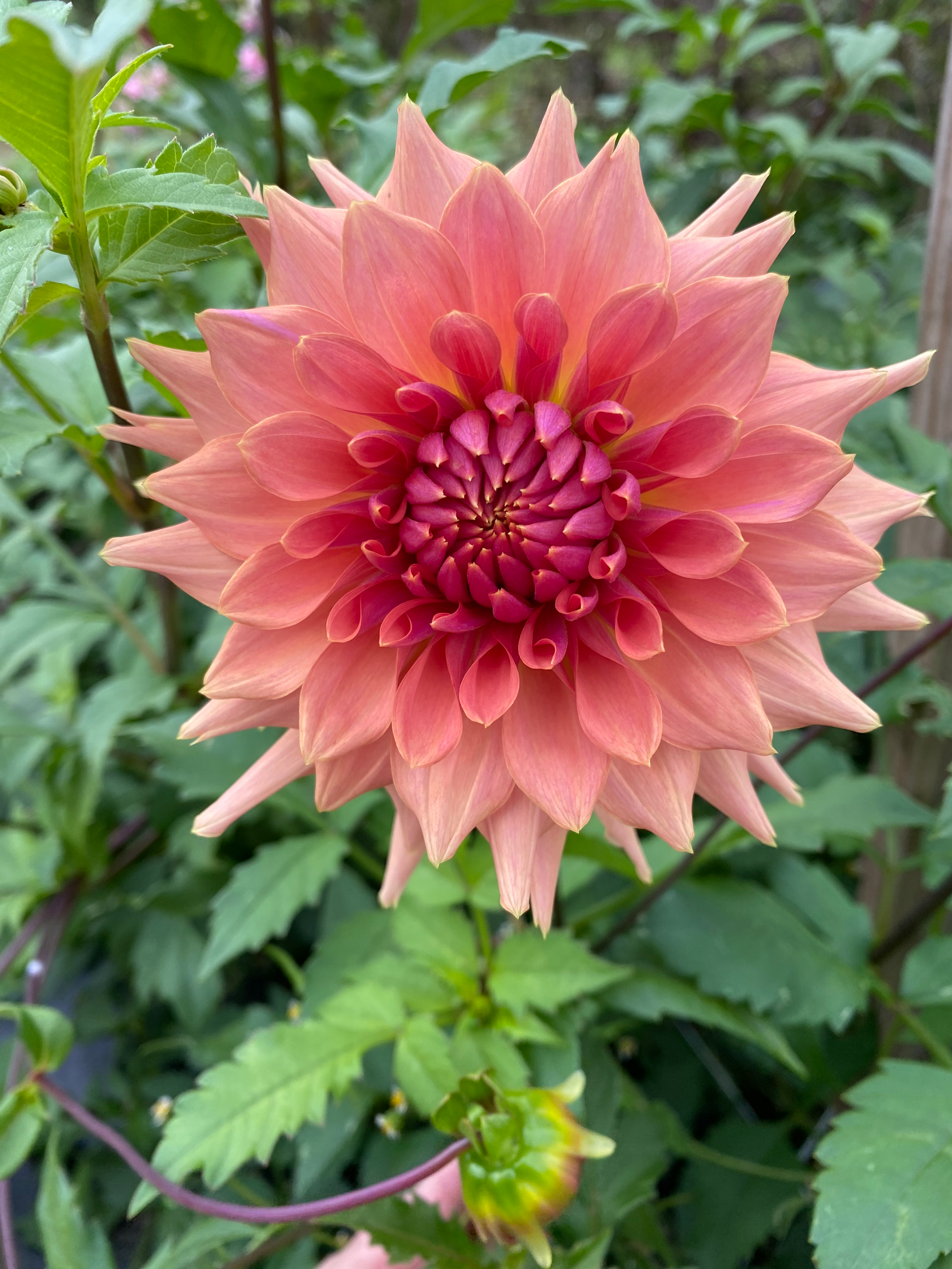 Terracotta