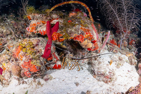 Lobster - Providencia Island