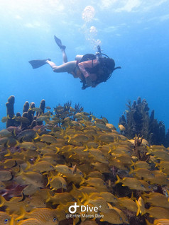 Buceo en Providencia