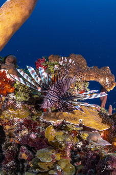 Lionfish - Providencia Island