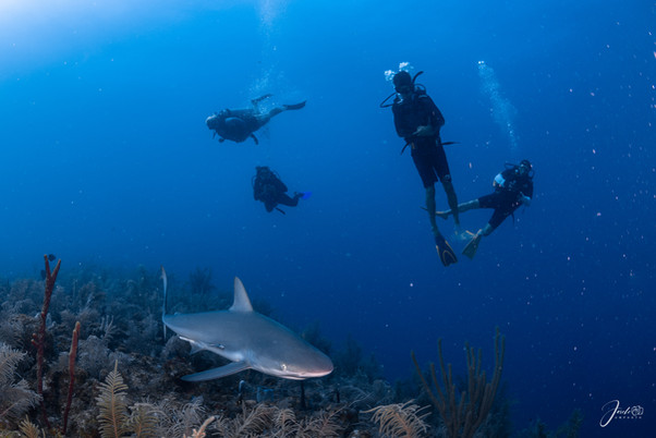 Divers in Providencia Island