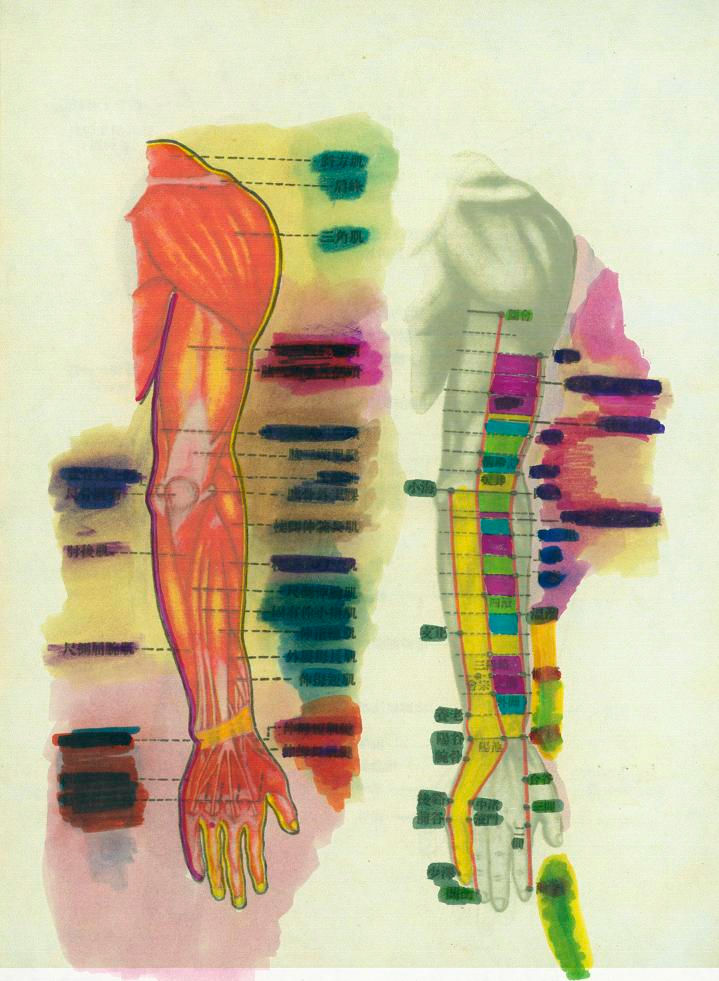 Acupuncture Chart - Arms