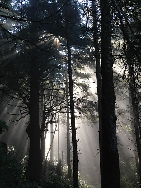 kalaloch trees.jpeg