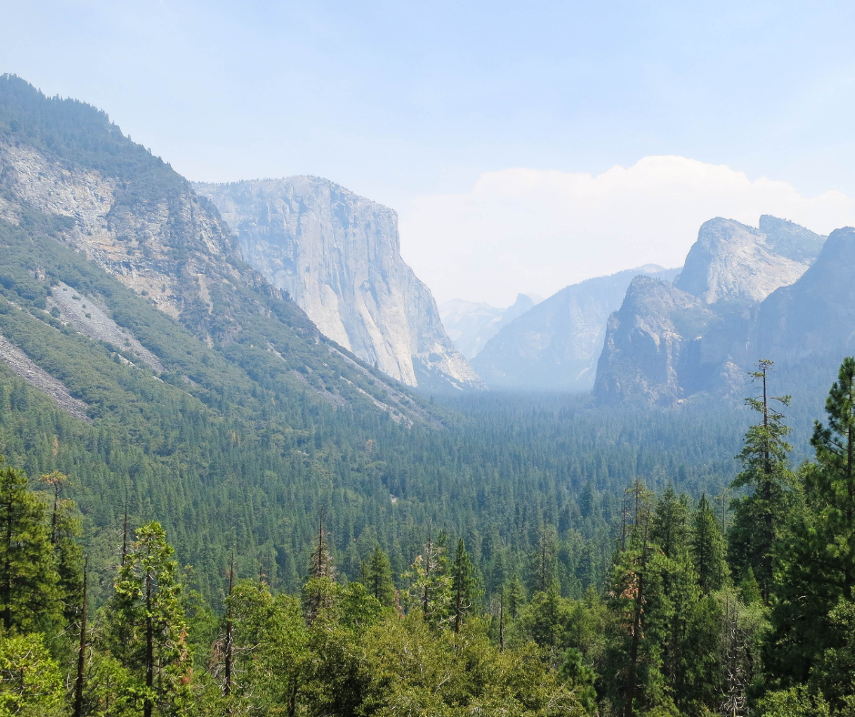 U.S. national park forest
