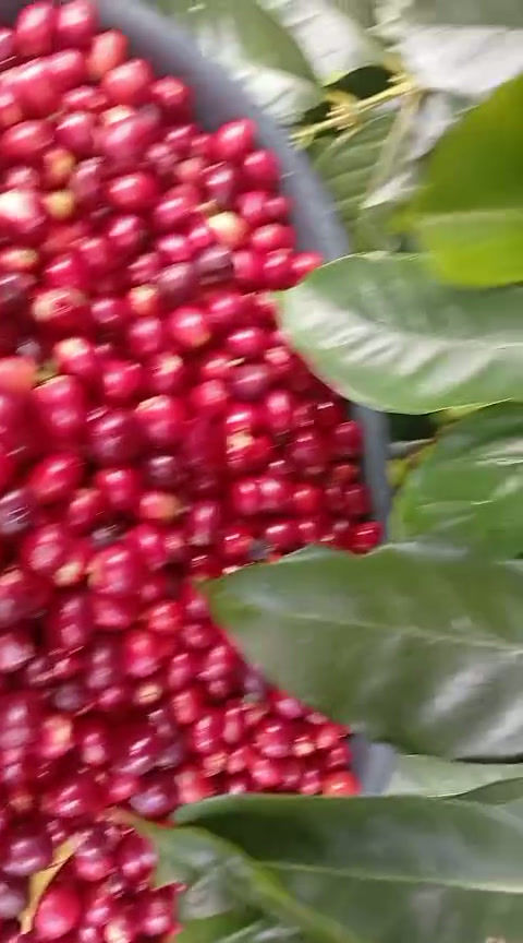 Miniaturbild: Diva Rosa