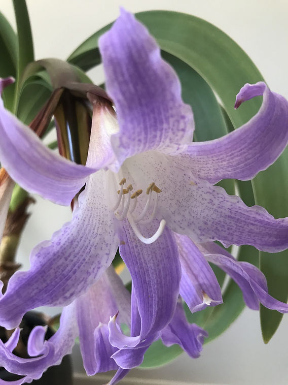 y*i様 Worsleya procera ブルーアマリリス 花の見どころ｜安城産業文化公園デンパーク
