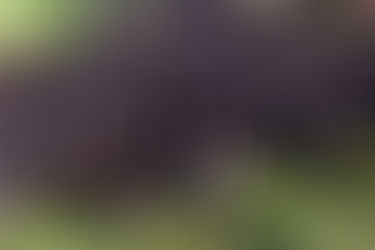 ABERTURA DE MERCADOS PARA PRODUTOS DA AGRICULTURA E PECUÁRIA. O QUE FALTA FAZER