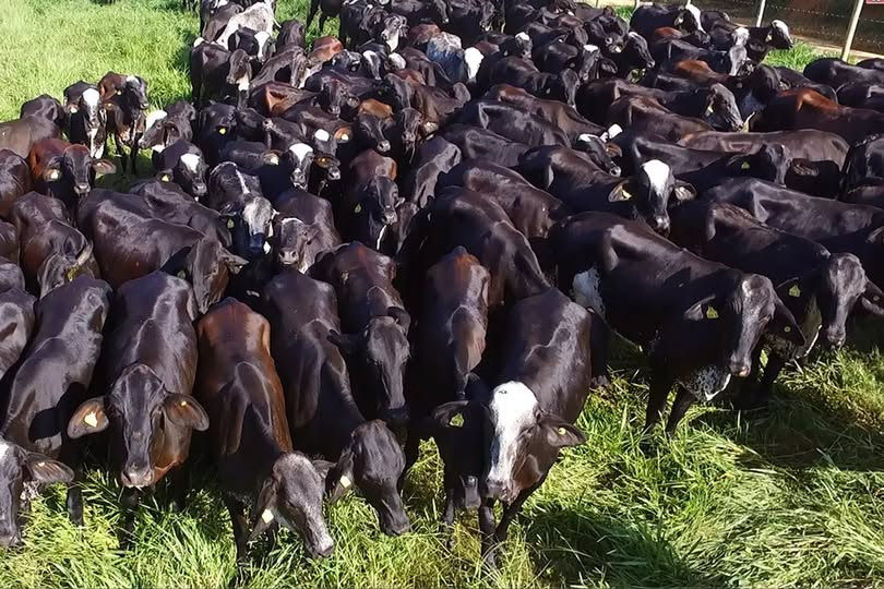 ABERTURA DE MERCADOS PARA PRODUTOS DA AGRICULTURA E PECUÁRIA. O QUE FALTA FAZER