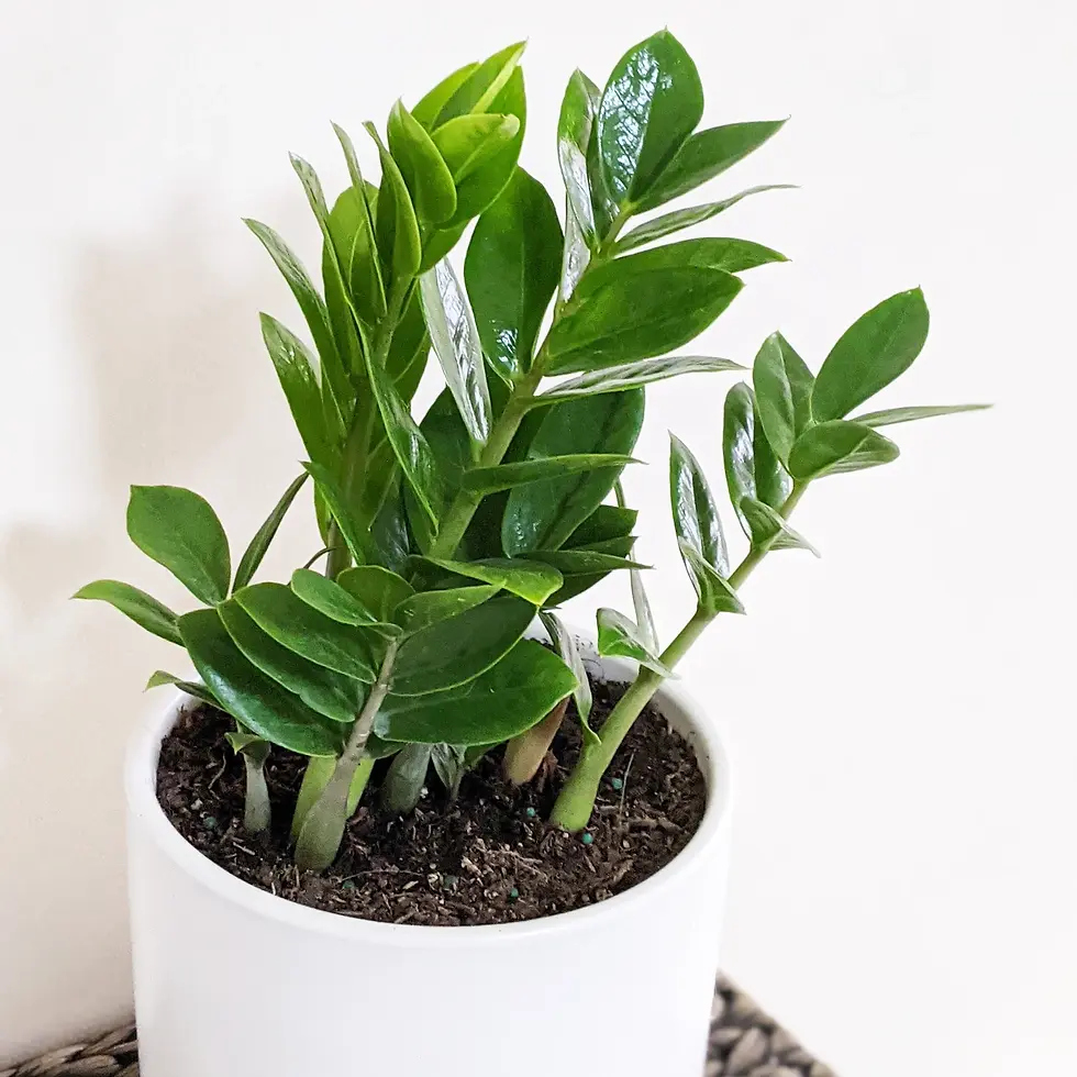 Zamioculcas Zamiifolia