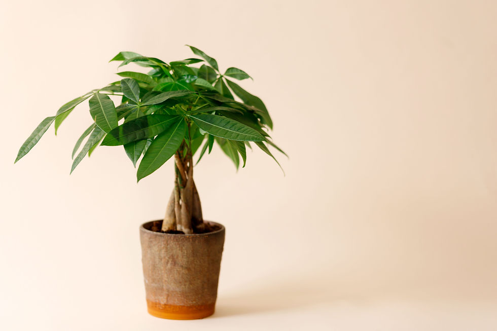 Money Tree, 风水树 - Pachira Aquatica