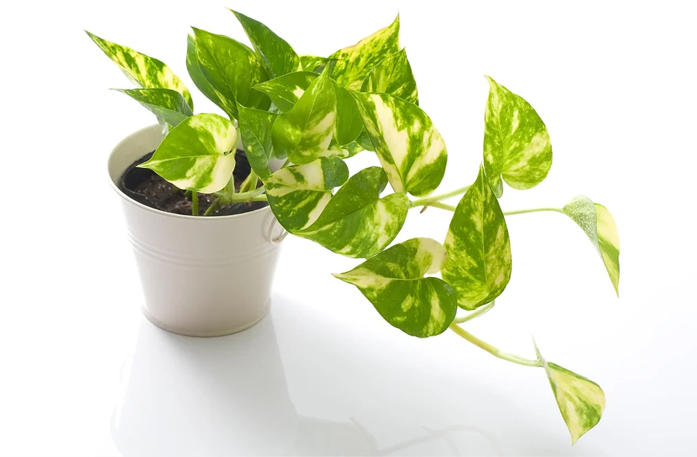 Money Plant Feng Shui