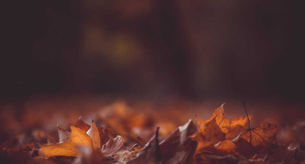 Autumn Leaves