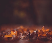 Herbstblätter