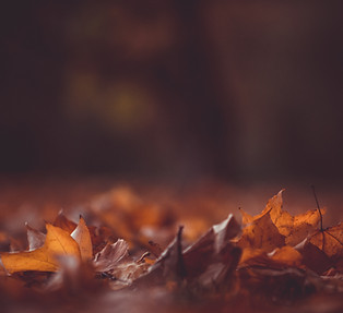 Herbstblätter