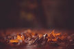 Hojas de otoño