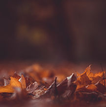 Feuilles d'automne