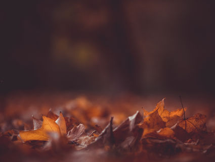 Newsletter di ottobre 2024: AUTUNNO: LA STAGIONE DELLA TRASFORMAZIONE