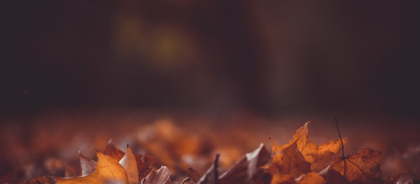 Autumn meditation