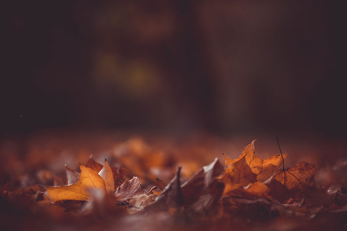 Autumn Leaves Closeup