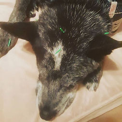 Willow snoozing during her acupuncture t