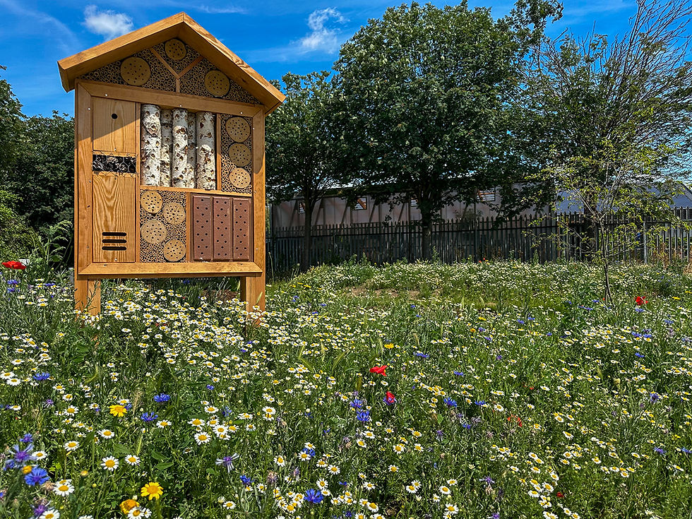 Buglife approved bug hotel and wildflower meadow supporting biodiversity and wildlife