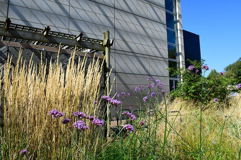 Naturalistic grasses and flowering plants within a commercial landscape