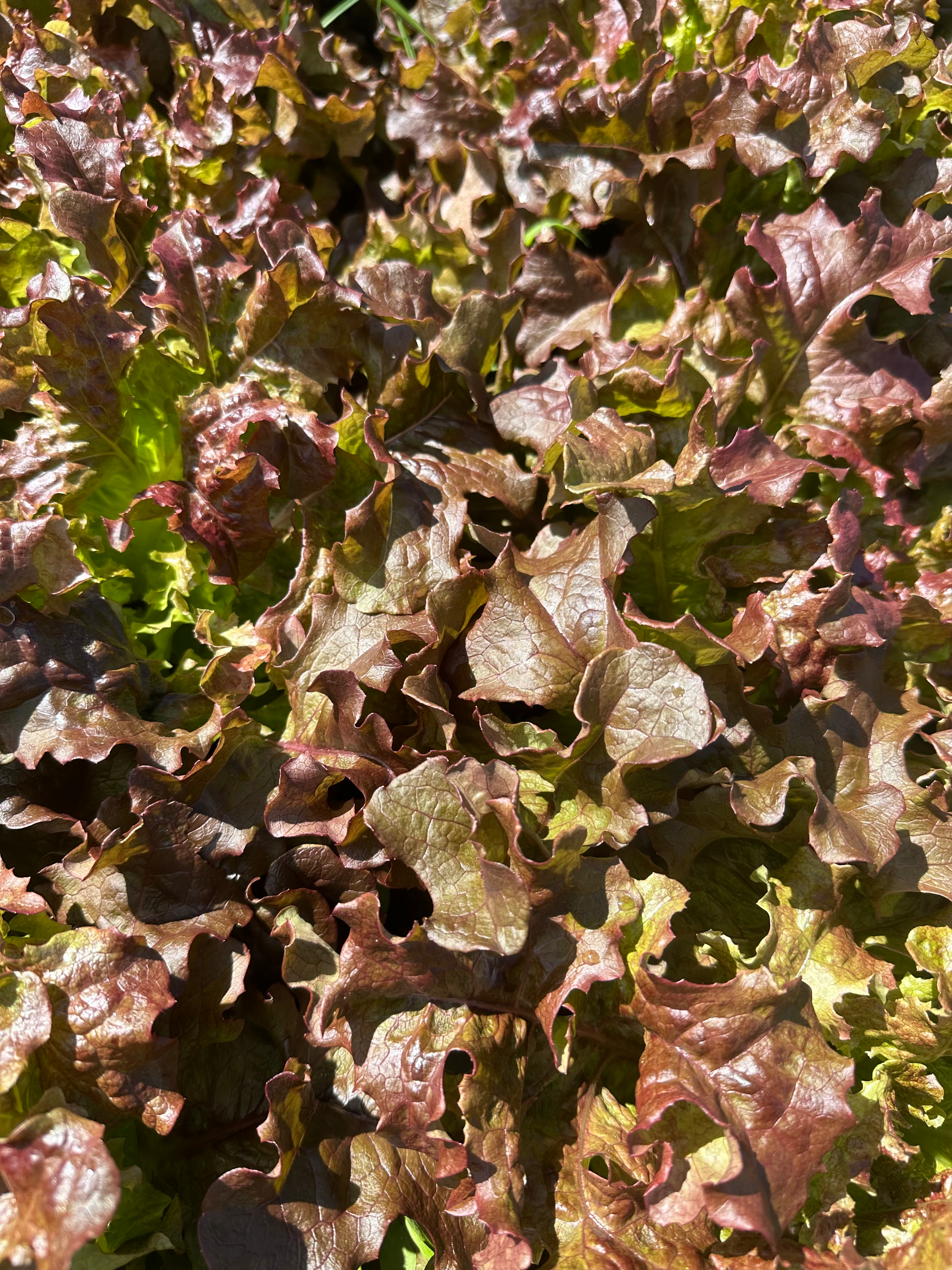 Salad Bowl Lettuce - Red