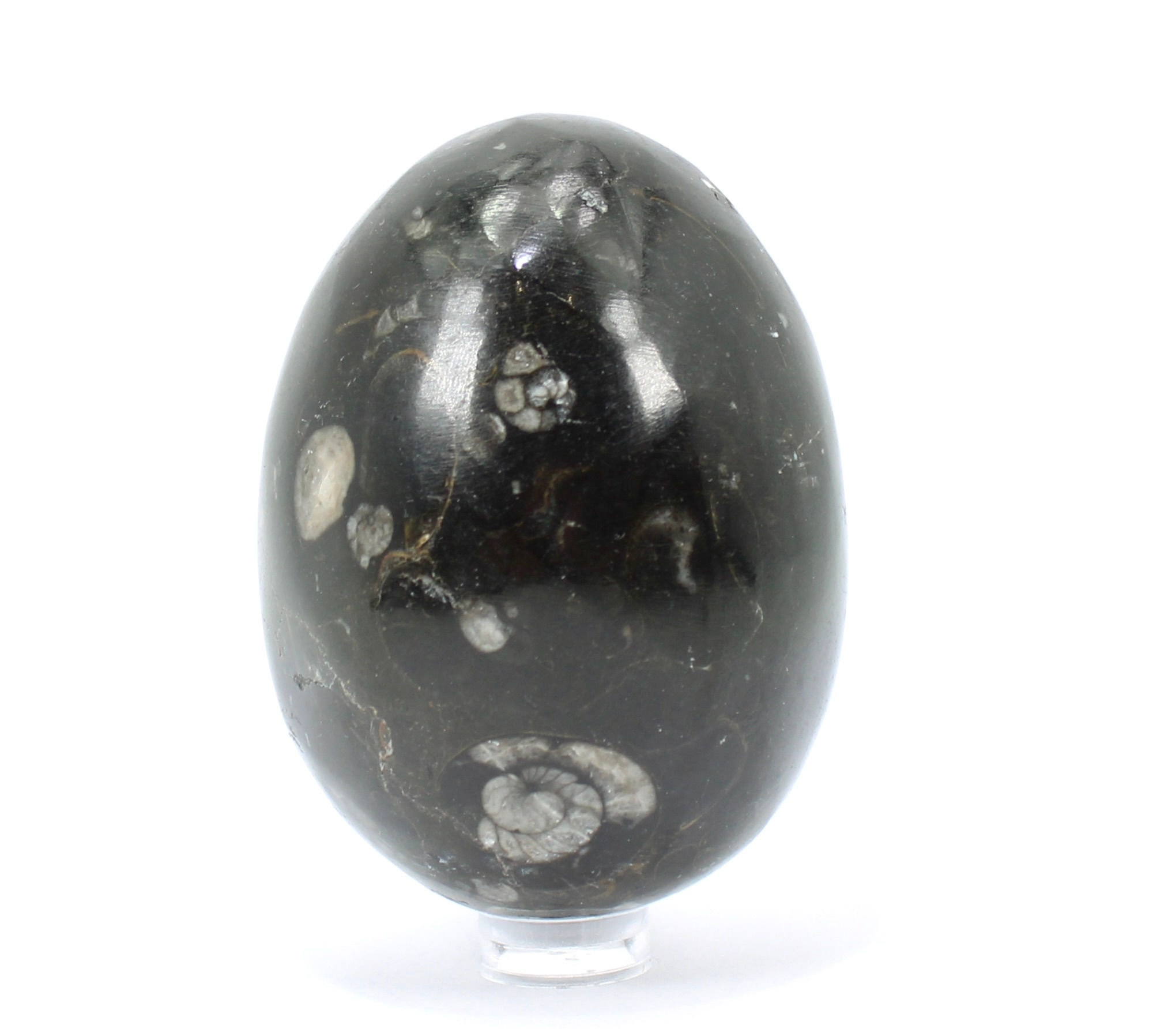 Orthoceras Fossil Egg