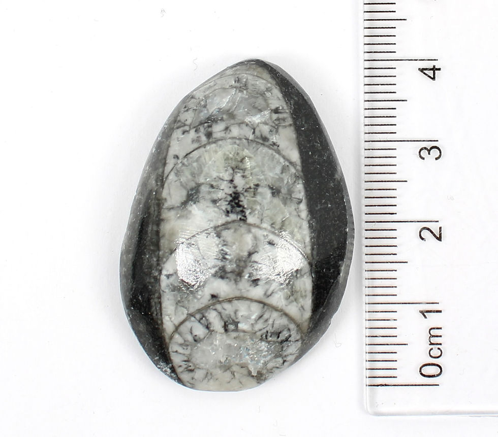 Thumbnail: Orthoceras Fossil Palmstone