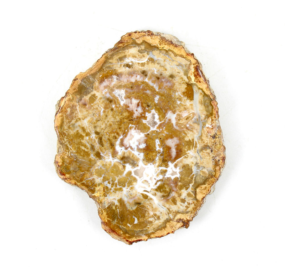 Thumbnail: Petrified Wood Polished Slice