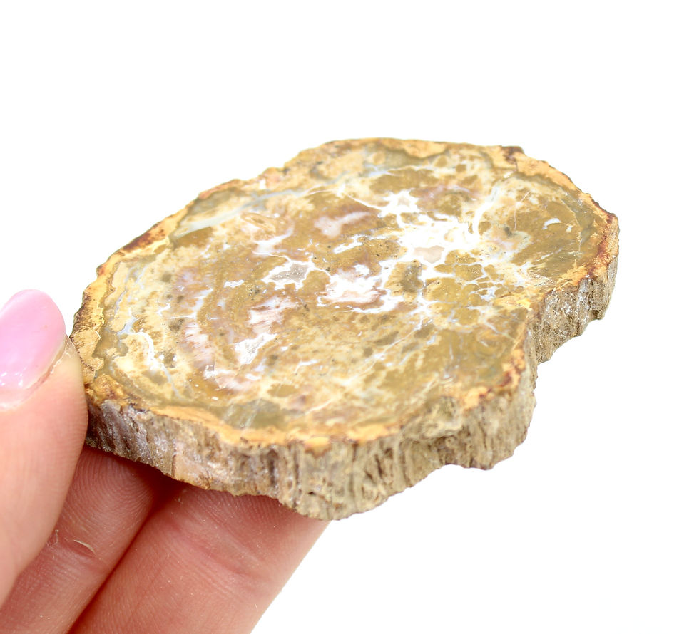 Thumbnail: Petrified Wood Polished Slice